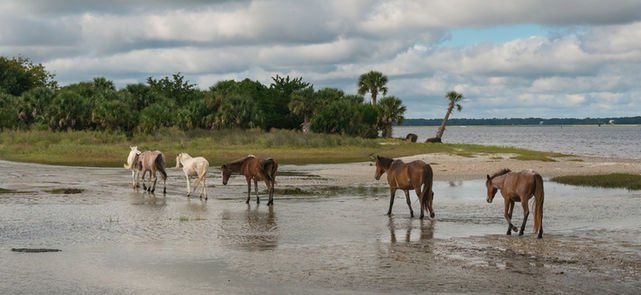 Cumberland Island_0