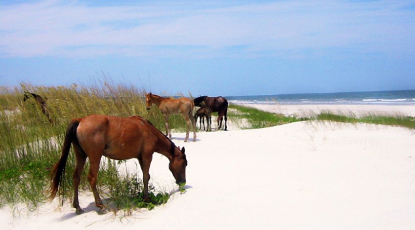 hero_cumberland_island